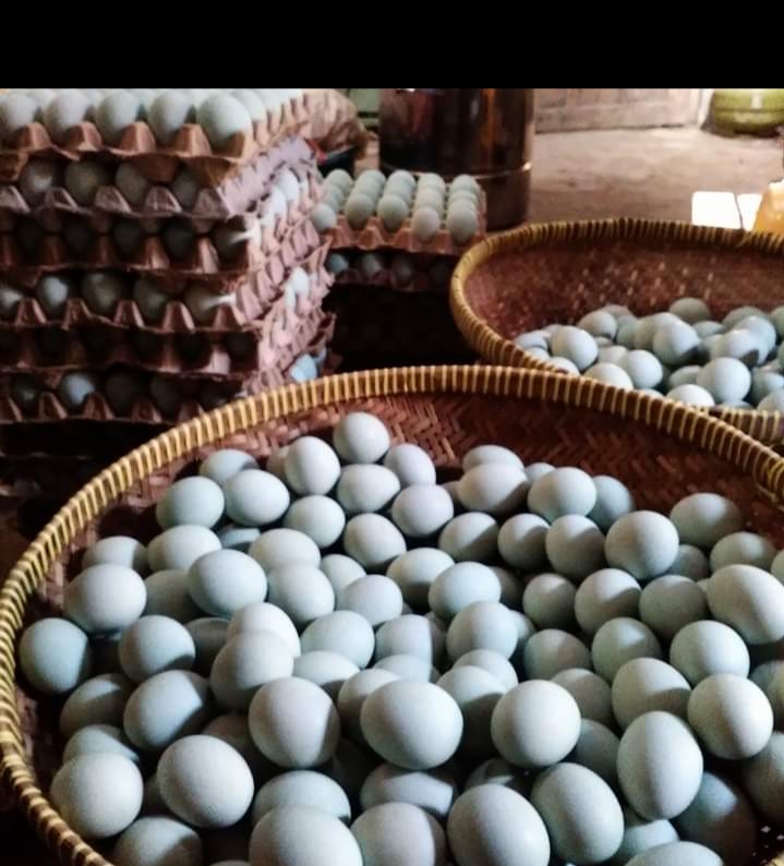 FOTO TELUR ASIN