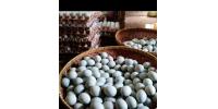 TELUR ASIN